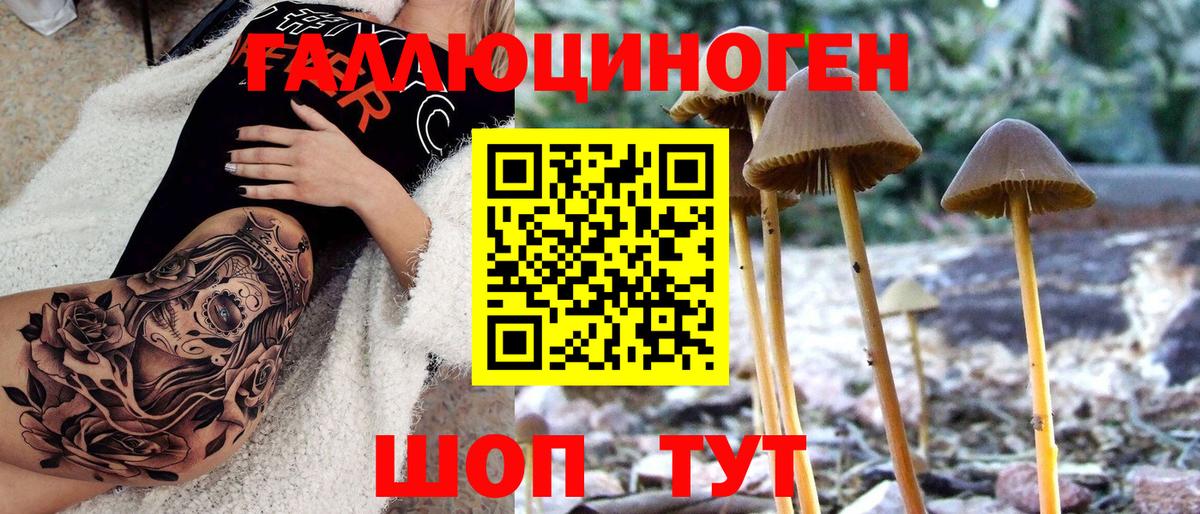 Галлюциногенные грибы мицелий  Псилоцибиновые грибы Psilocybine cubensis  Дербент  Вход с VPN 