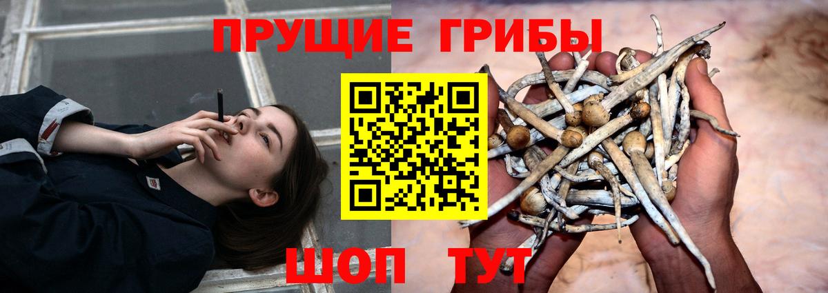 Псилоцибиновые грибы GOLDEN TEACHER Дербент